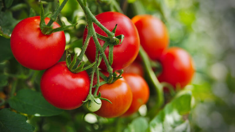 Cà chua chứa nhiều vitamin và chất khoáng