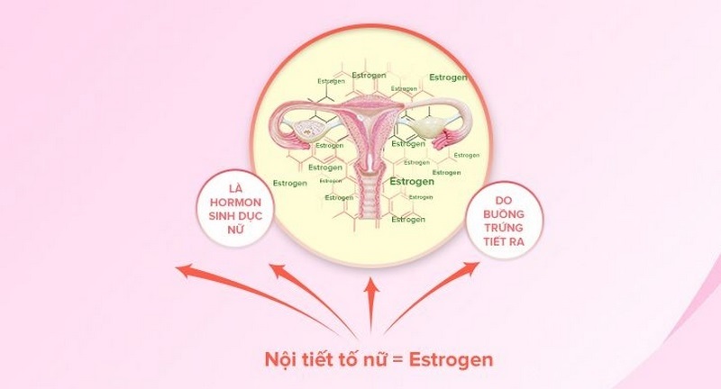 Nội tiết tố estrogen